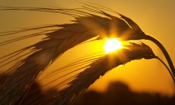 Suspendisse arcu nisl